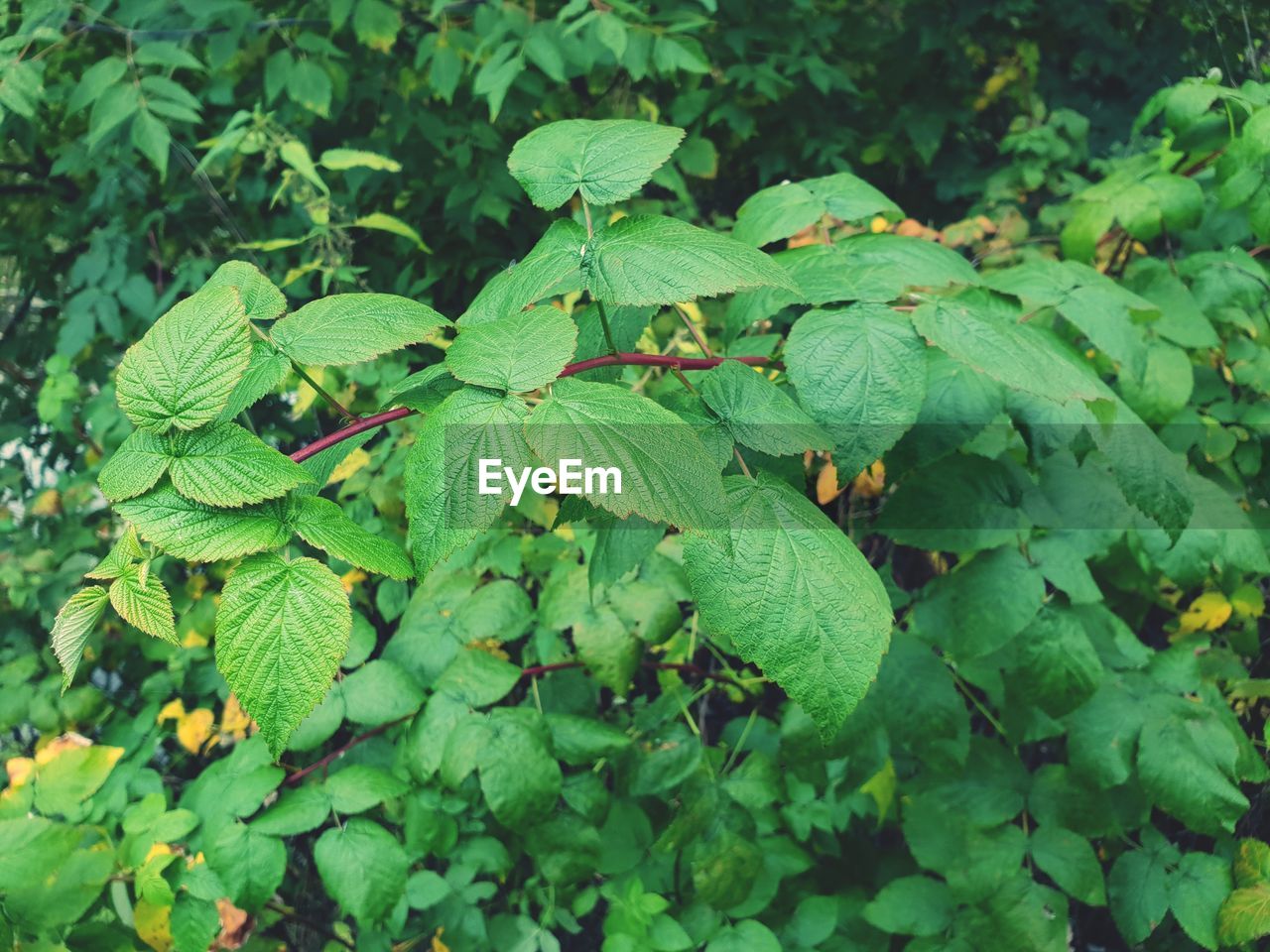 HIGH ANGLE VIEW OF FRESH GREEN LEAVES