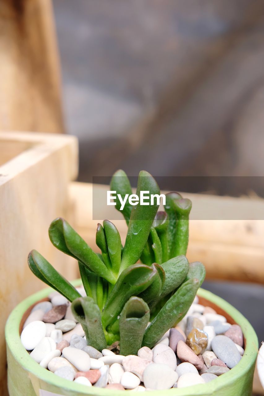 HIGH ANGLE VIEW OF SUCCULENT PLANT IN CONTAINER