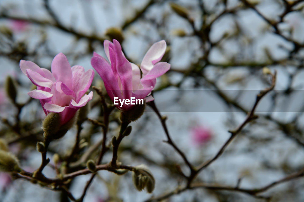 Close-up of pink flower on branch
