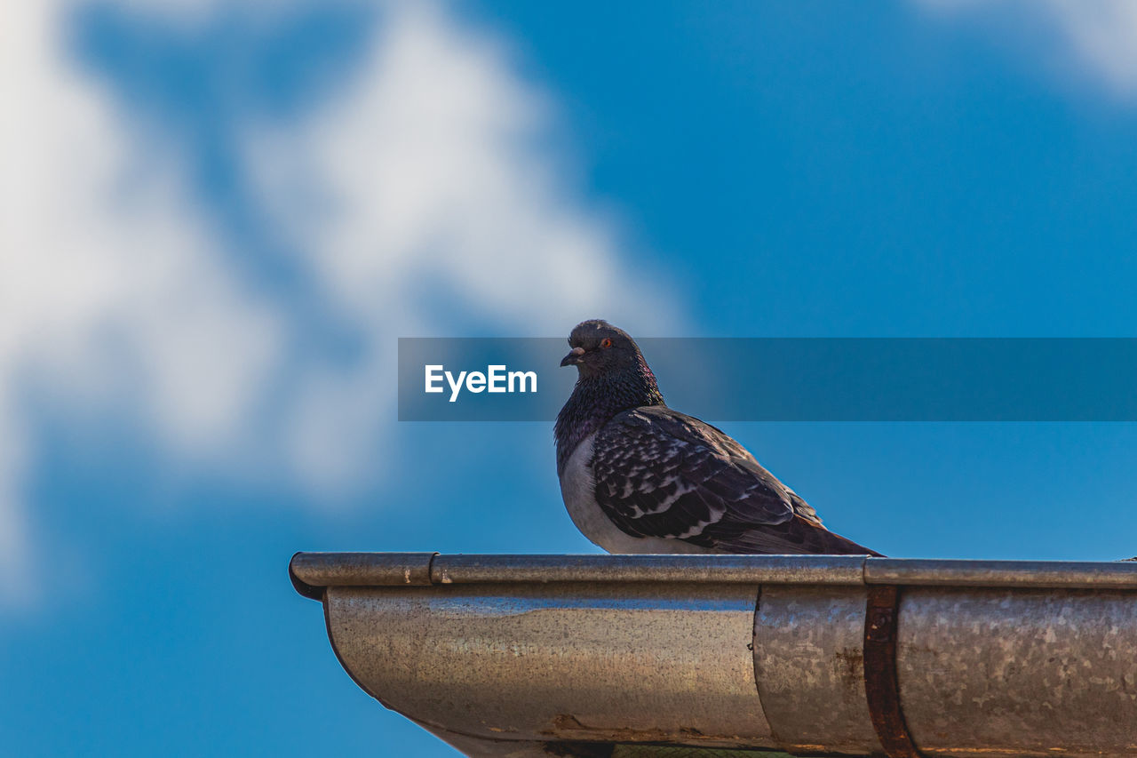 Low angle view of pigeon perching on railing