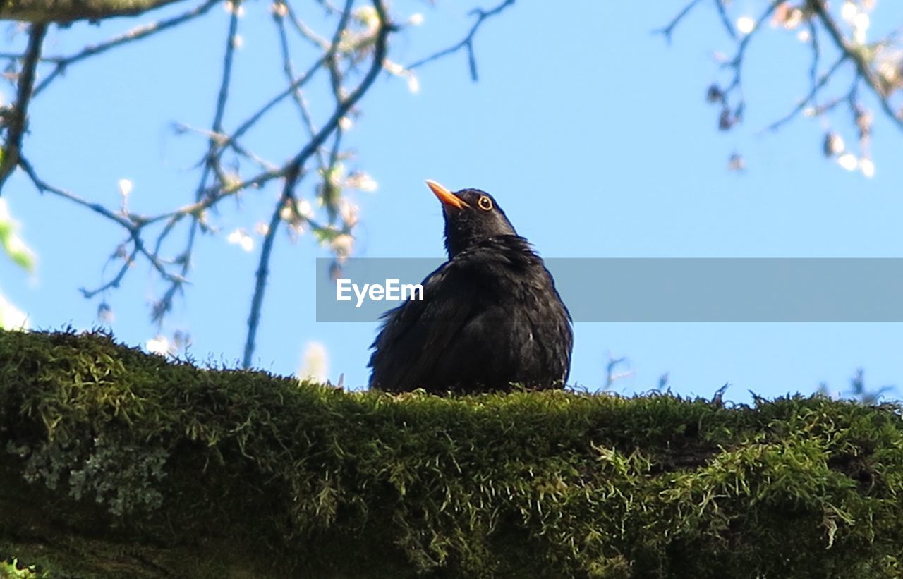 LOW ANGLE VIEW OF BIRD PERCHING ON TREE