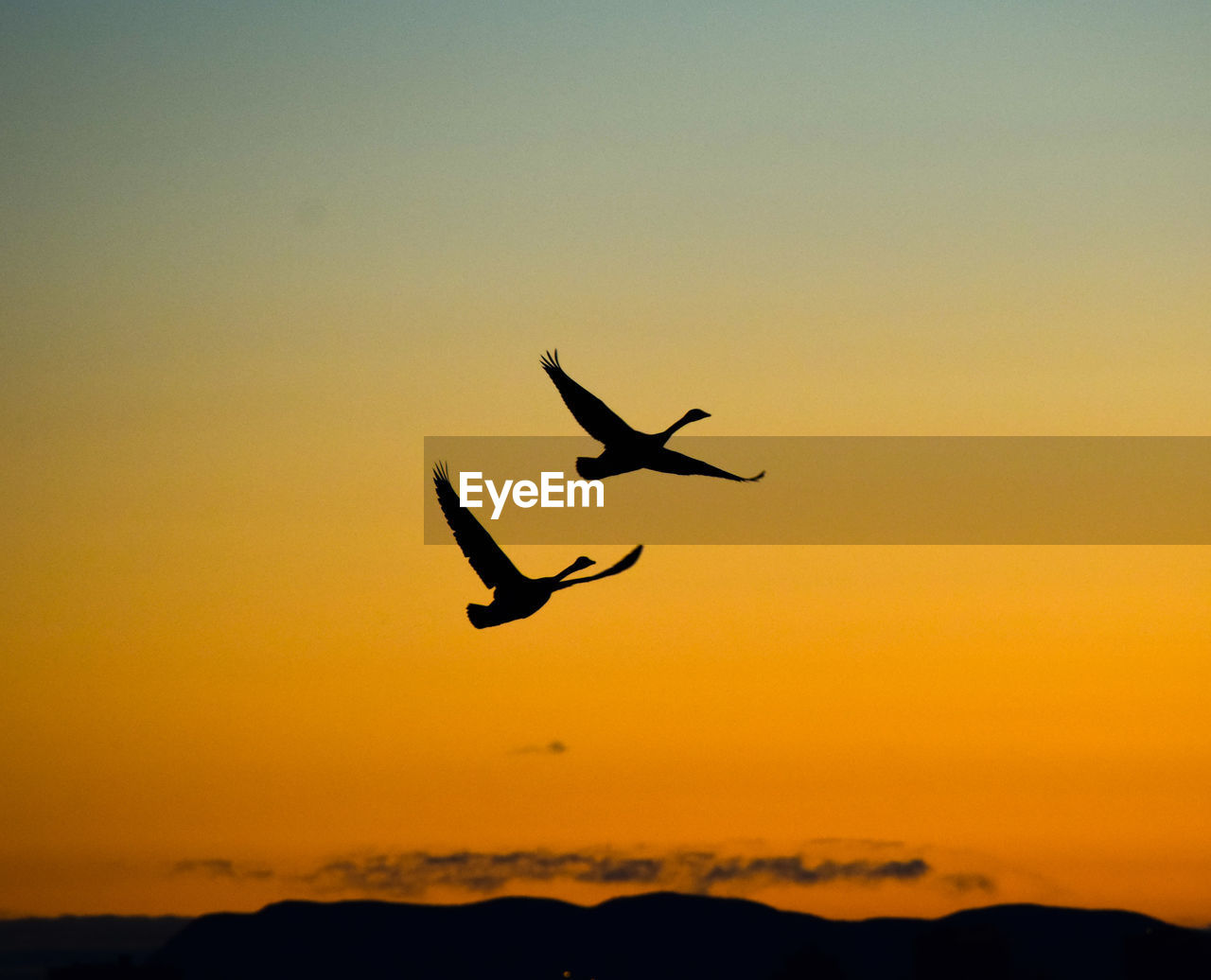 SILHOUETTE OF BIRDS FLYING IN SKY