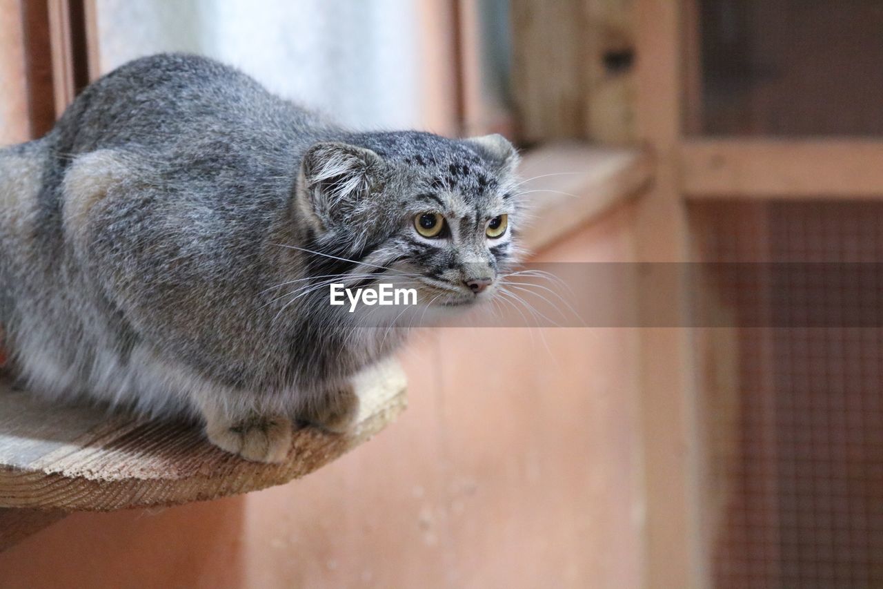 CLOSE-UP OF A CAT LOOKING AWAY OUTDOORS