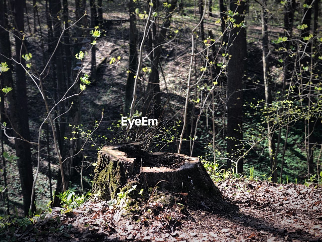 WOODEN LOGS ON TREE TRUNK IN FOREST