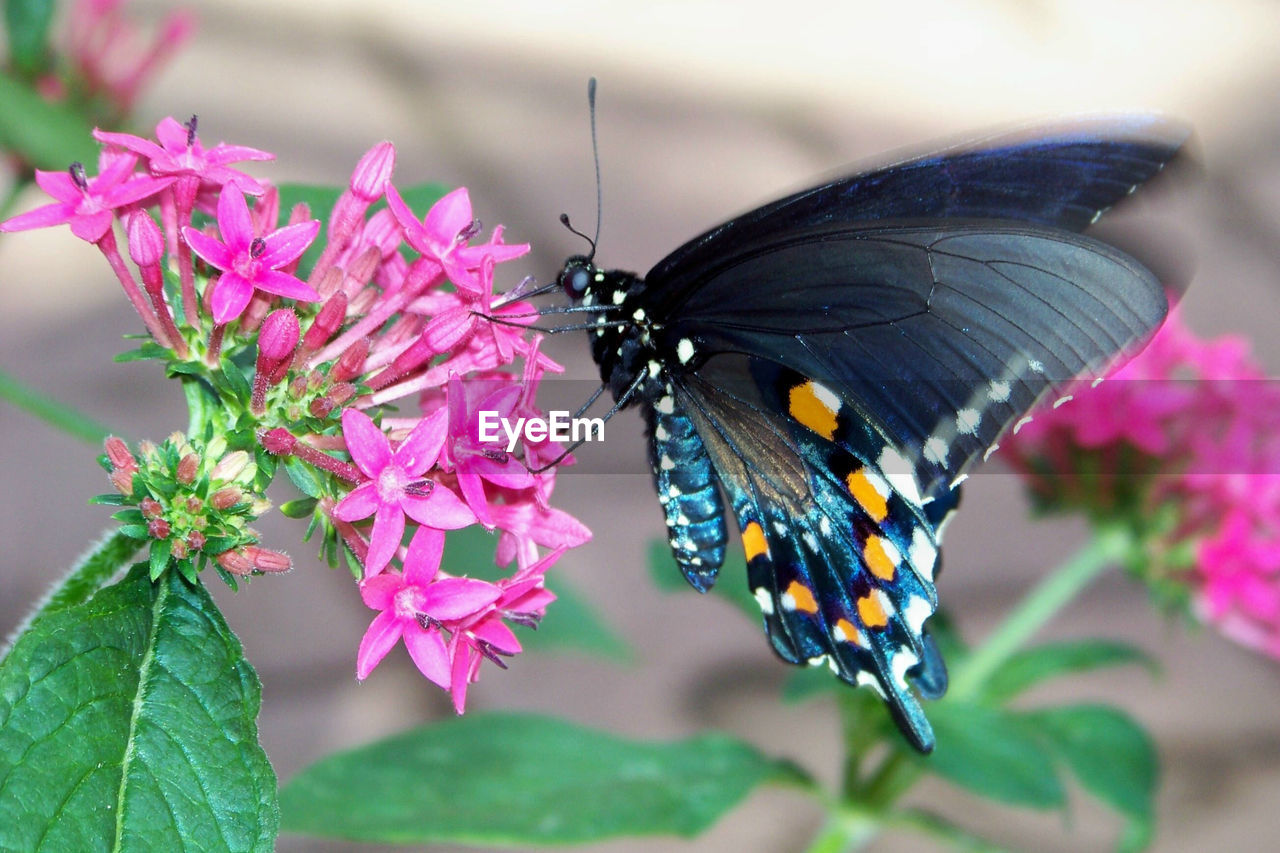 Close-up of butterfly on pink flowers