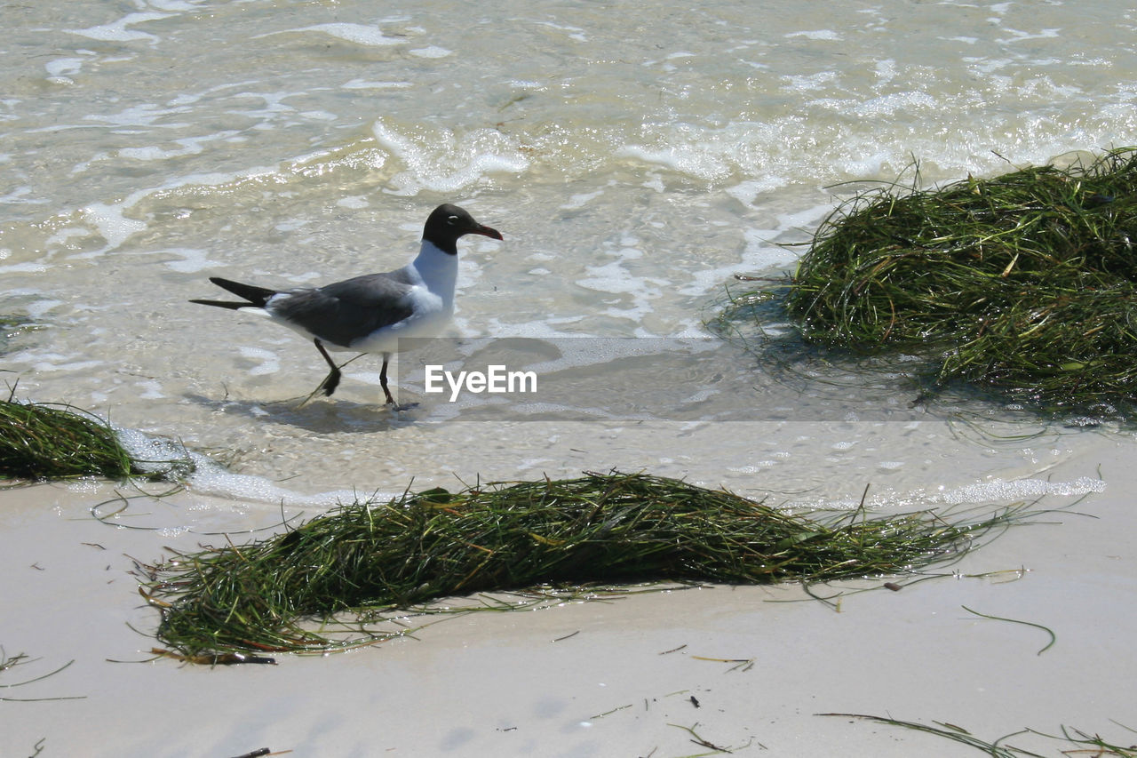 View of seagull