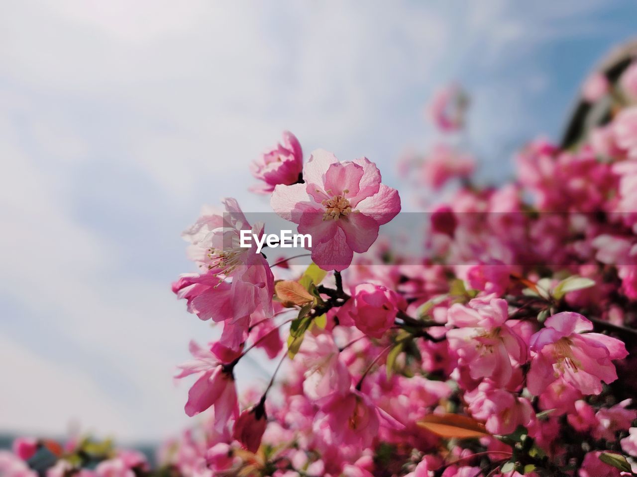 flower, flowering plant, plant, freshness, pink, beauty in nature, fragility, blossom, nature, springtime, spring, growth, close-up, tree, petal, flower head, sky, inflorescence, branch, focus on foreground, macro photography, no people, cherry blossom, day, outdoors, botany, selective focus, cloud, cherry tree