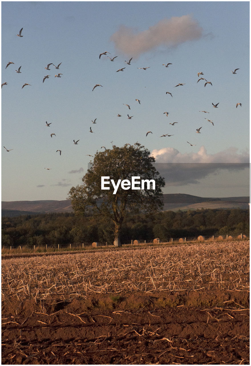 VIEW OF BIRDS FLYING OVER FIELD