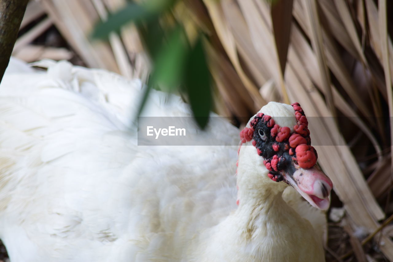 Close-up of a bird