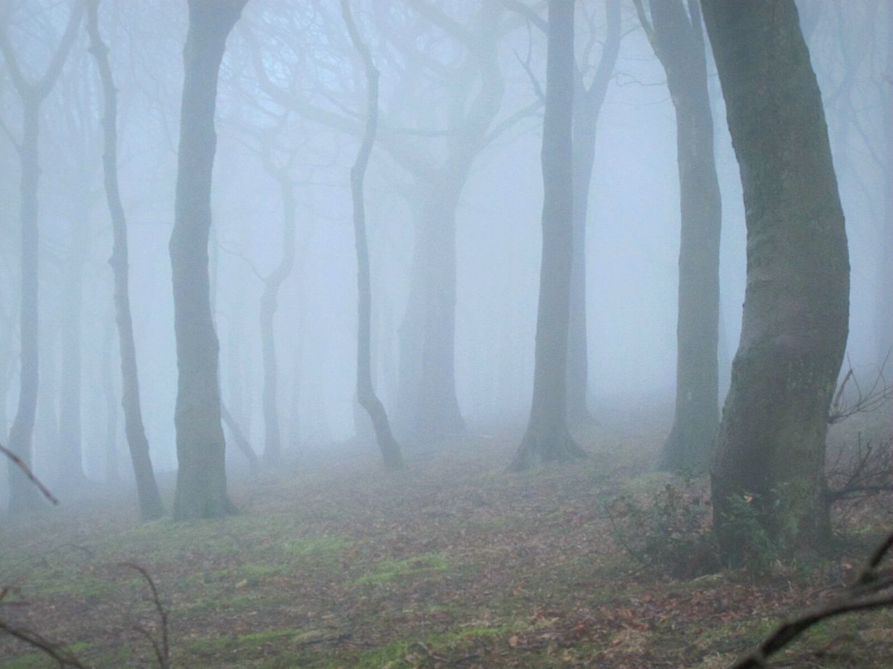 TREES IN FOREST AGAINST FOGGY WEATHER