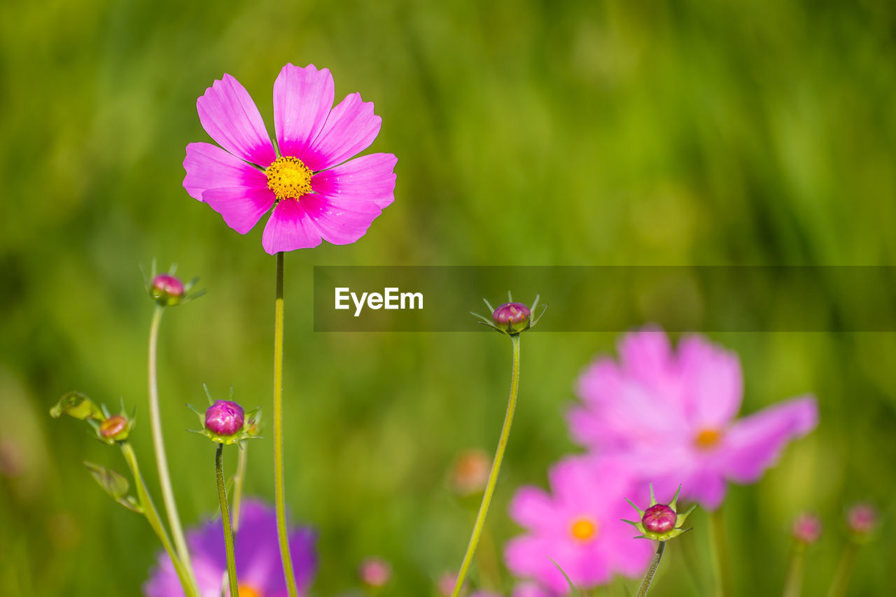 Close-up of pink cosmos flowers blooming outdoors