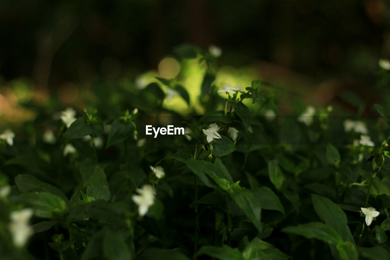 green, plant, plant part, leaf, nature, flower, freshness, beauty in nature, food and drink, growth, food, flowering plant, no people, vegetable, close-up, outdoors, macro photography, grass, selective focus, summer, land, sunlight, environment, field, day, wildflower