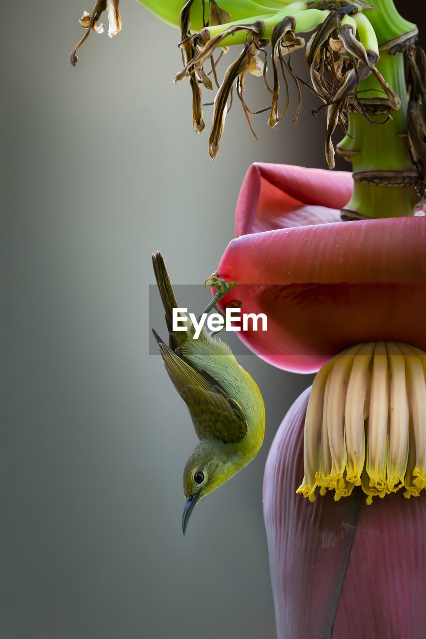 Upside down image of bird perching on flower against gray background