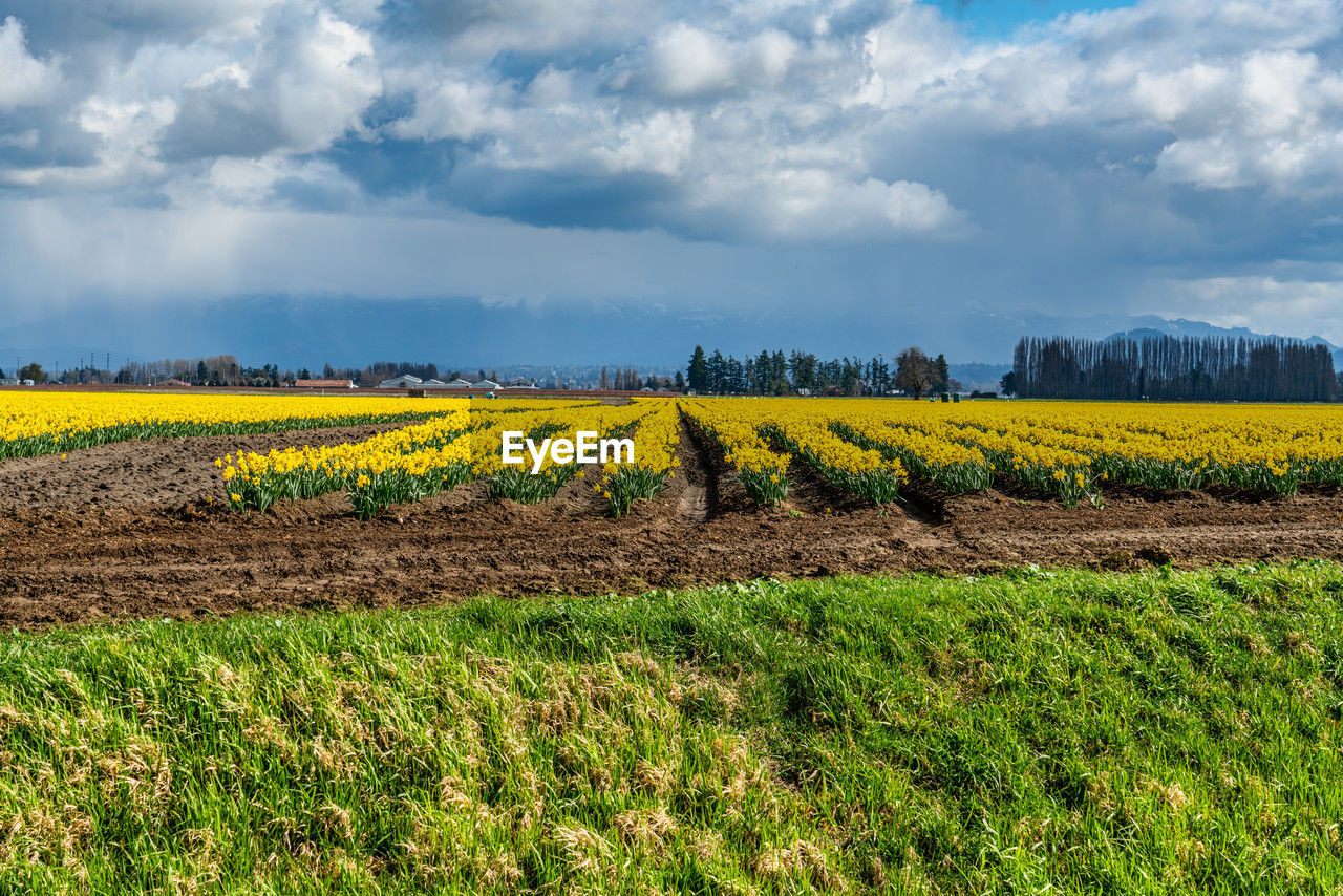 landscape, field, land, plant, environment, rural scene, agriculture, sky, cloud, crop, flower, scenics - nature, nature, farm, beauty in nature, growth, rapeseed, yellow, plain, rural area, prairie, flowering plant, tranquility, grassland, freshness, tranquil scene, no people, grass, horizon, food and drink, food, meadow, produce, in a row, canola, tree, springtime, vegetable, idyllic, abundance, outdoors, day, green, oilseed rape, non-urban scene, sunlight, cultivated land, cereal plant, soil, blue, horizon over land, travel, cultivated, hill, travel destinations, environmental conservation, multi colored