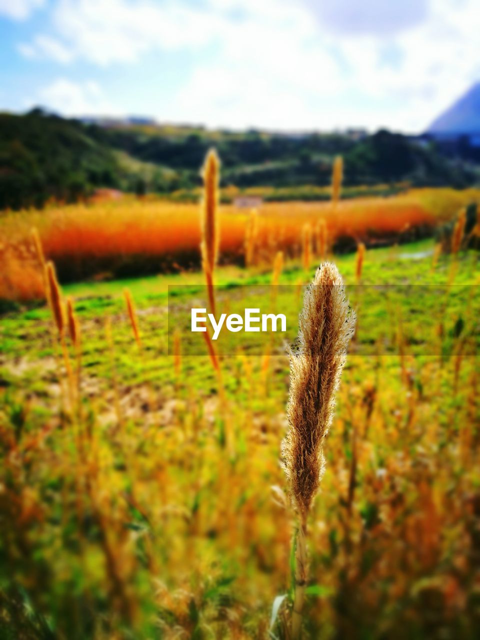 CLOSE-UP OF FLOWERS GROWING IN FIELD