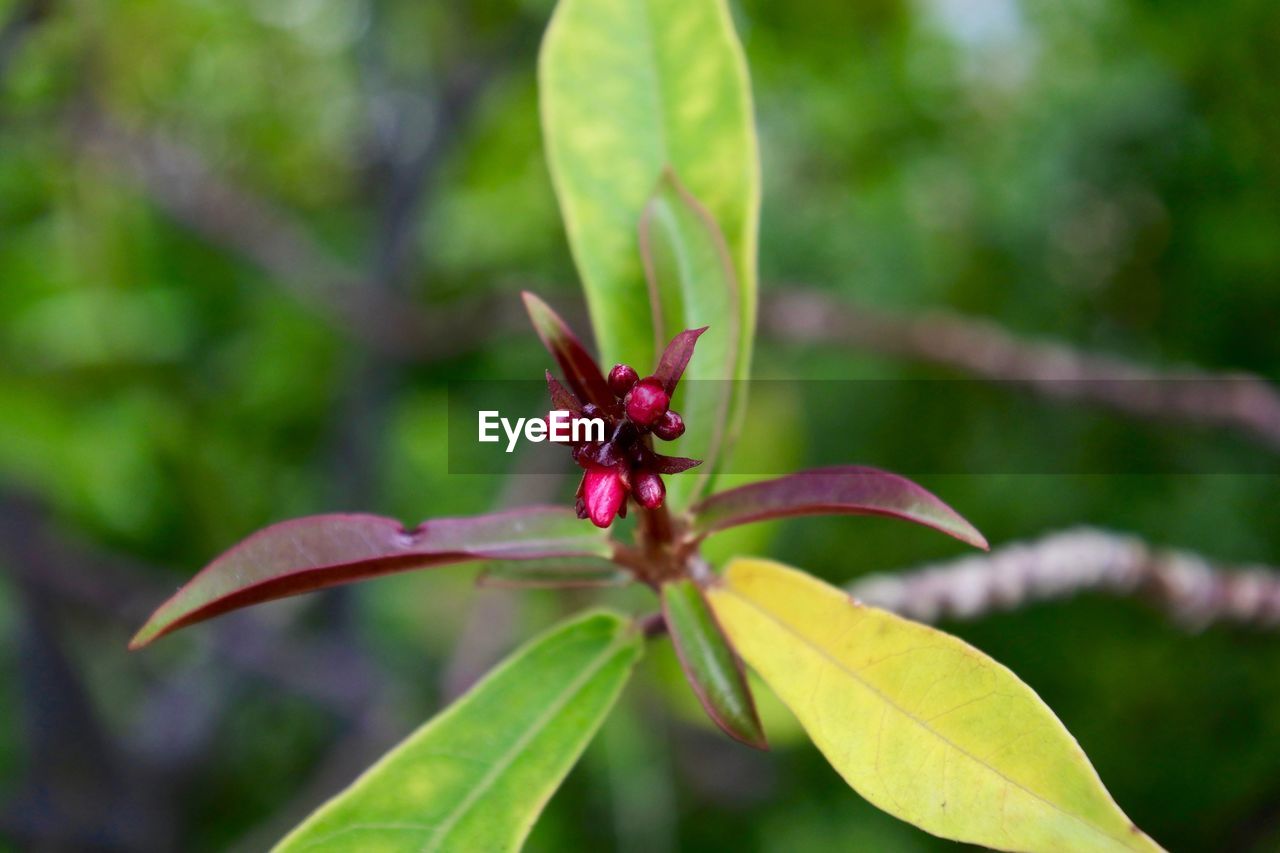CLOSE-UP OF RED FLOWER
