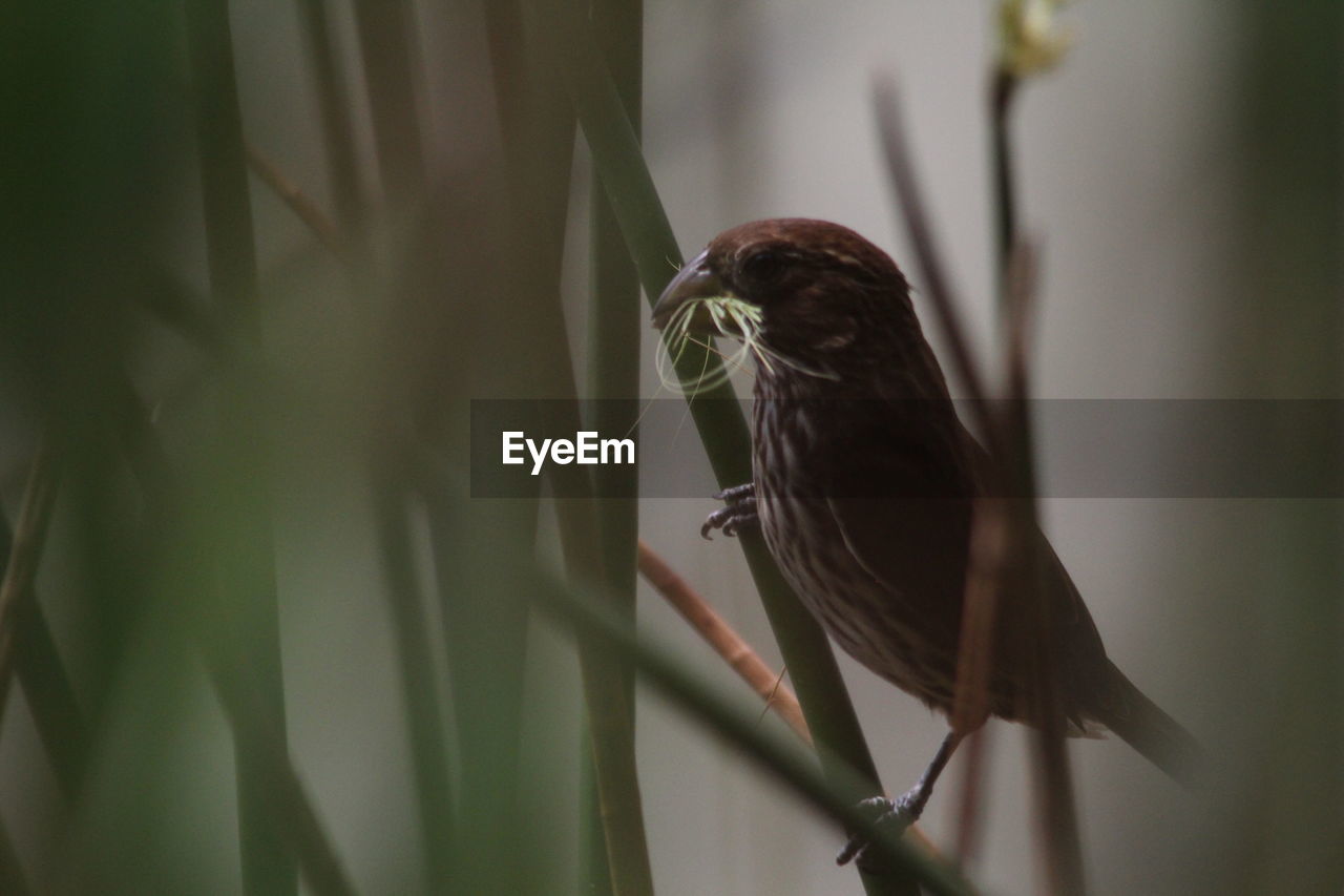 Close-up of bird perching on branch