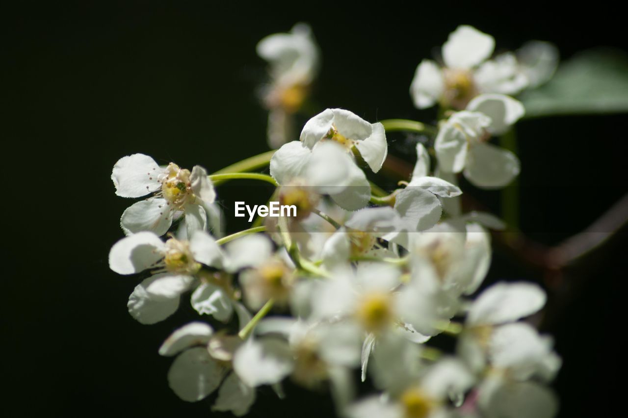 CLOSE-UP OF FRESH WHITE FLOWERS