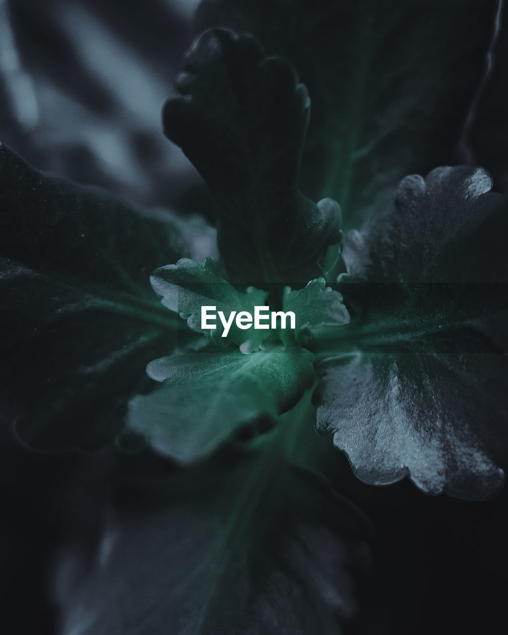 plant, leaf, macro photography, darkness, close-up, plant part, black and white, flower, nature, freshness, growth, flowering plant, beauty in nature, black, green, petal, no people, monochrome photography, monochrome, fragility, outdoors, food, food and drink, selective focus, light, vegetable