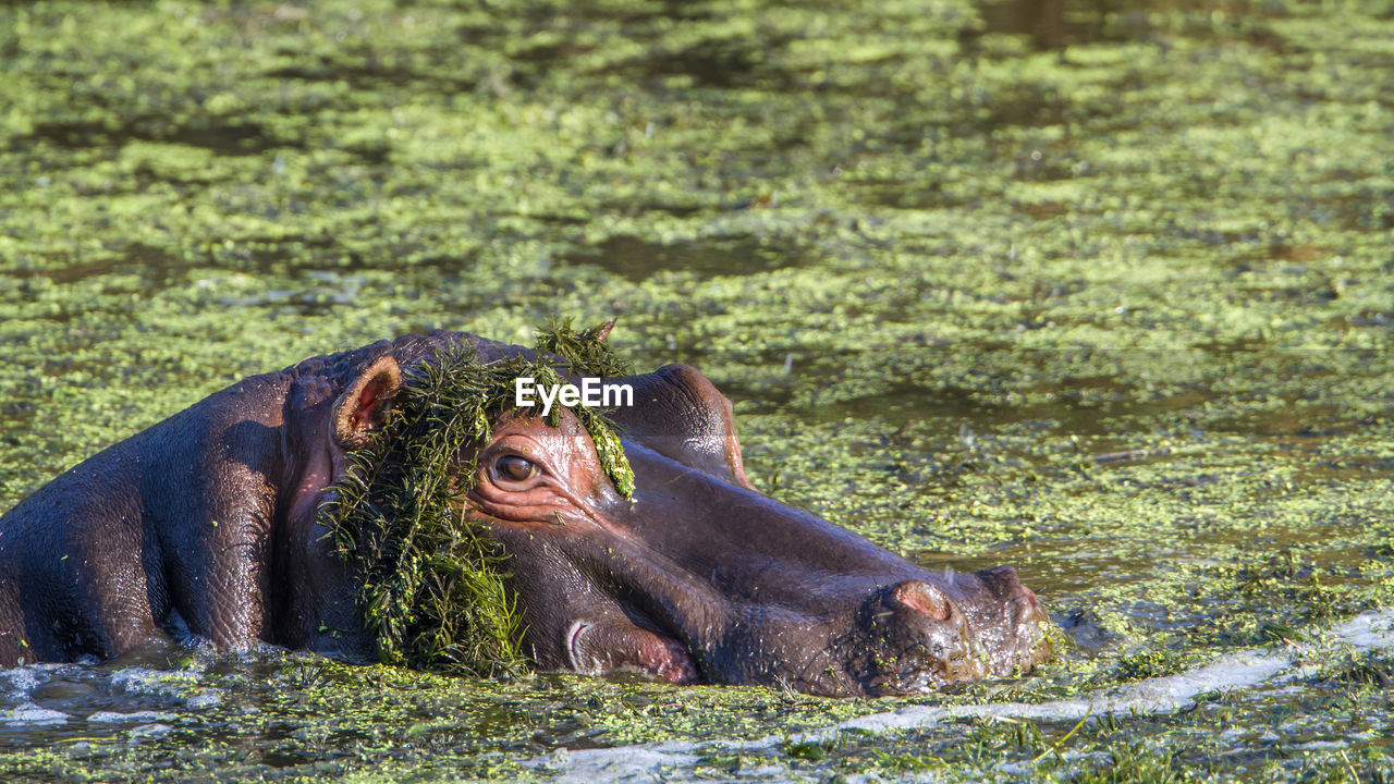 High angle view of hippopotamus swimming in lake