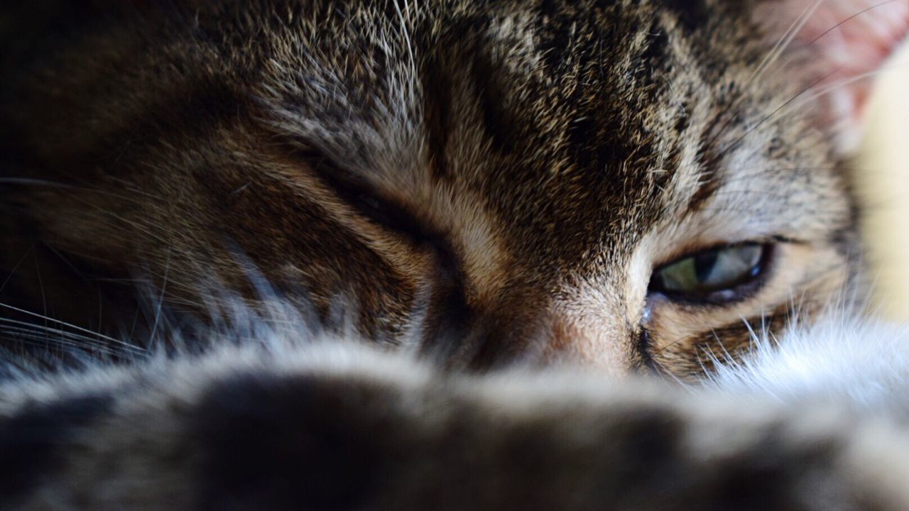 CLOSE UP OF CAT