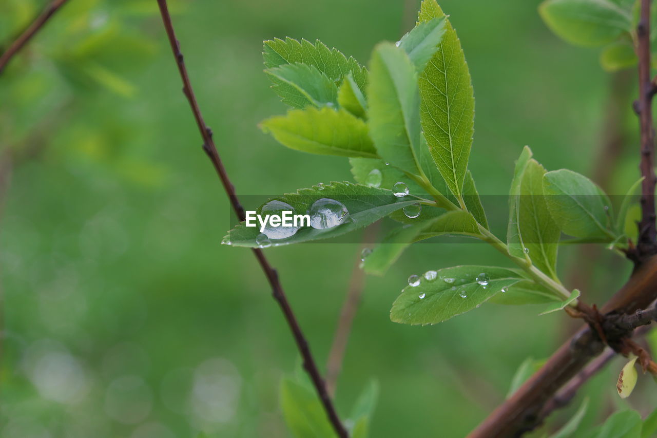 CLOSE-UP OF WATER DROPS ON LEAF