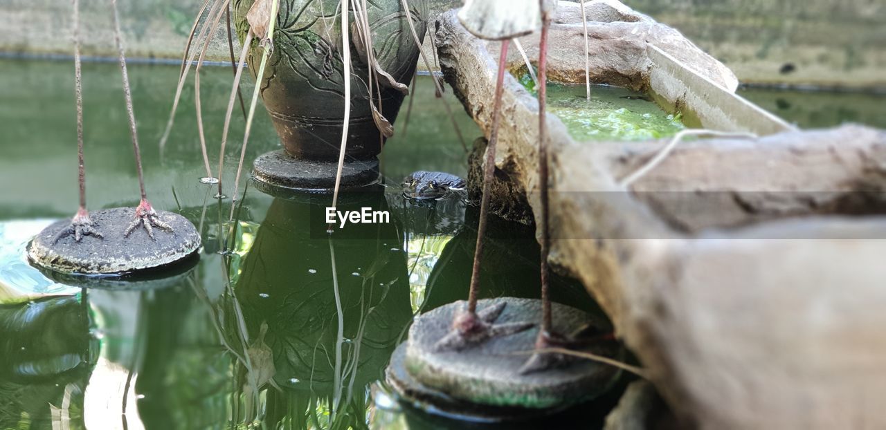 CLOSE-UP OF TURTLE IN WATER