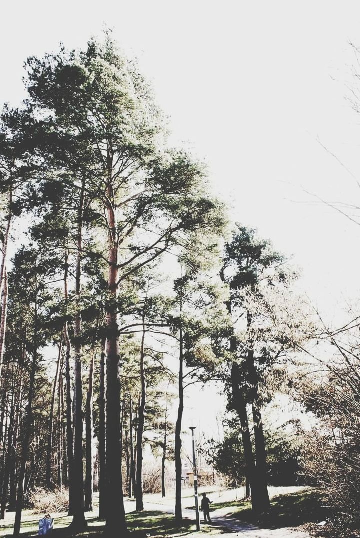 TREES ON LANDSCAPE