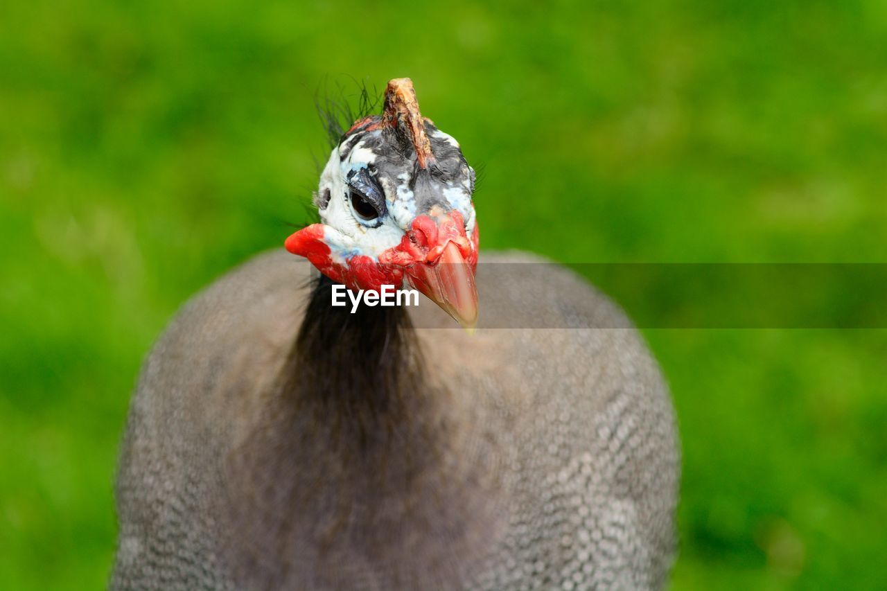 Close-up of guinea fowl on field