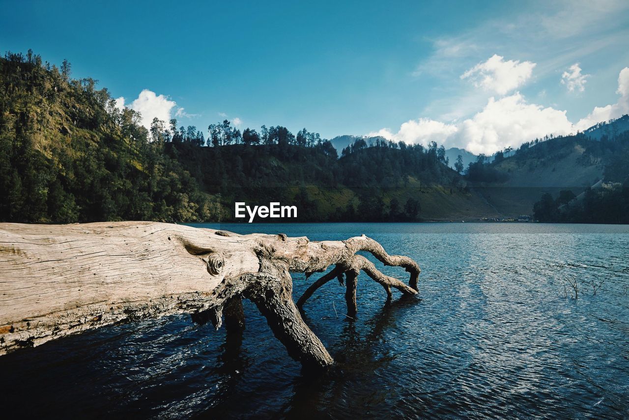 Dry tree log on lake shore