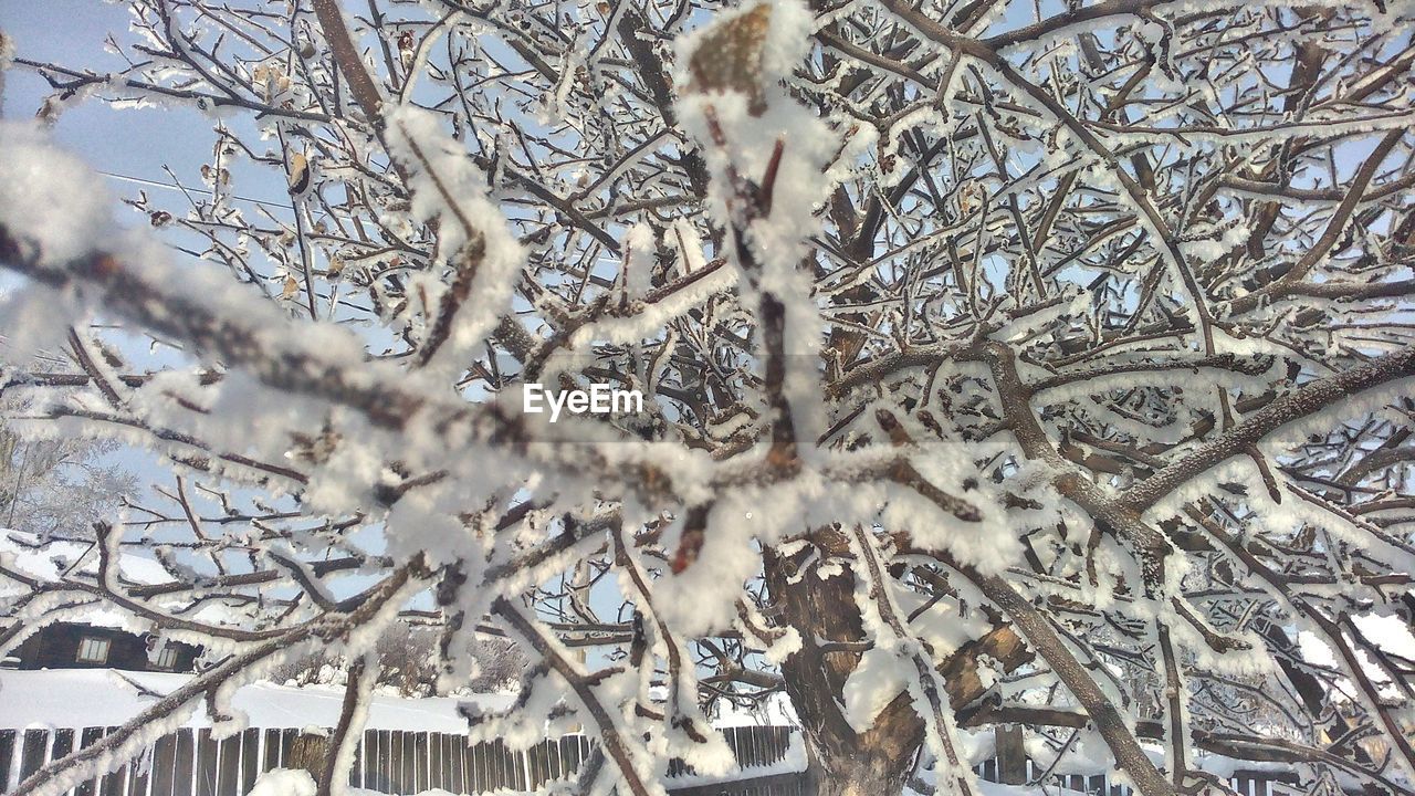 LOW ANGLE VIEW OF TREE IN PARK