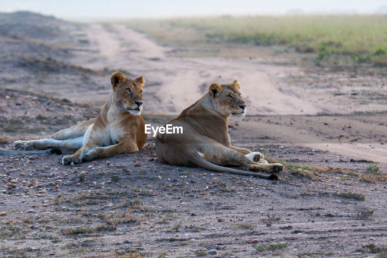 Lionesses relax by a dirt path in the maasai mara