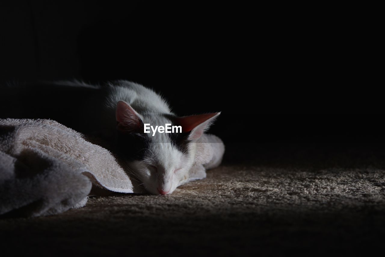 Close-up of cat on floor at night