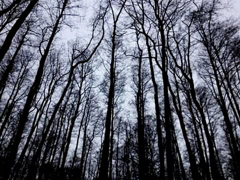 LOW ANGLE VIEW OF BARE TREES IN FOREST