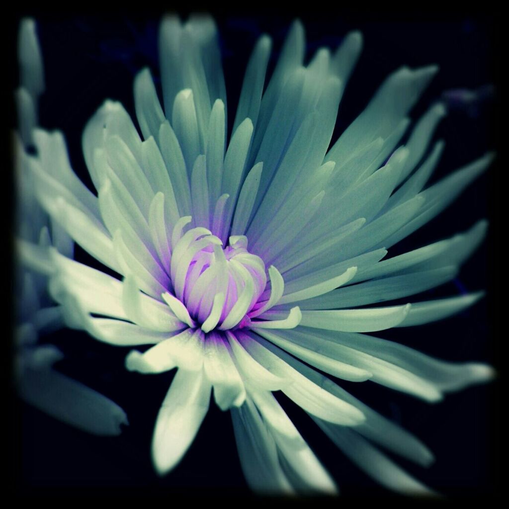 CLOSE-UP OF FLOWERS BLOOMING