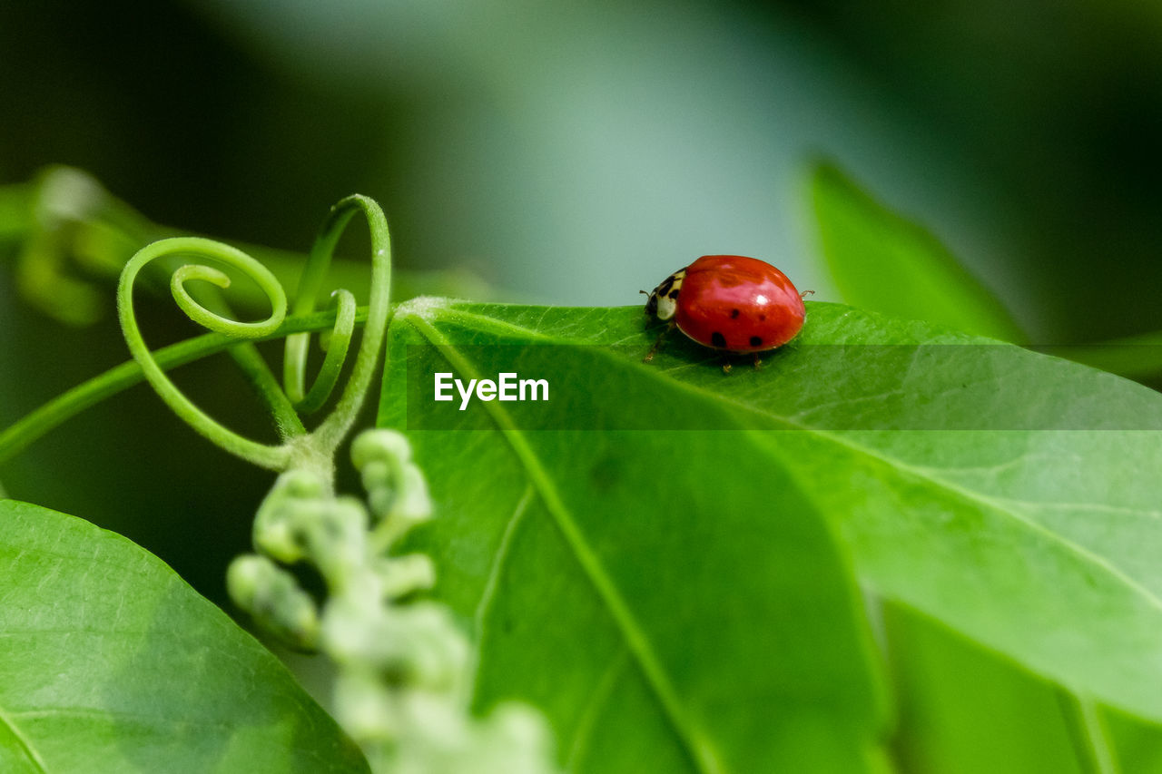 LADYBUG ON LEAF