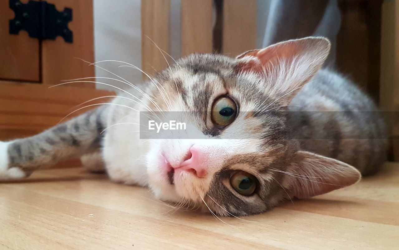 Close-up portrait of cat lying on floor