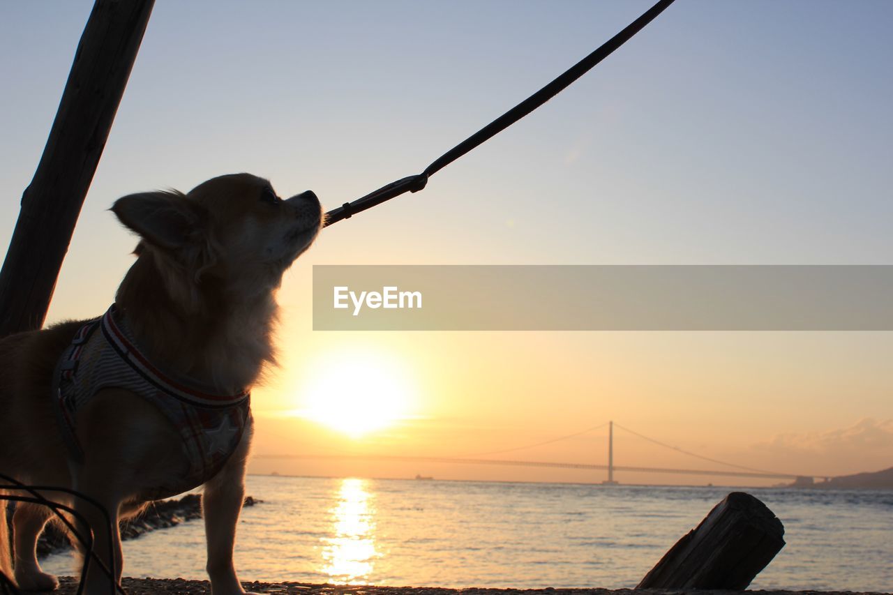 DOG BY SEA AGAINST SKY AT SUNSET