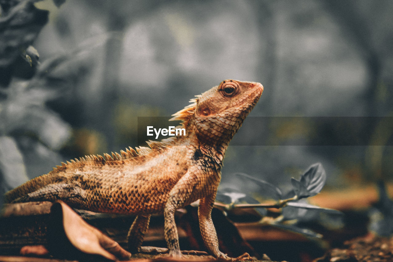 Close-up of a dragon