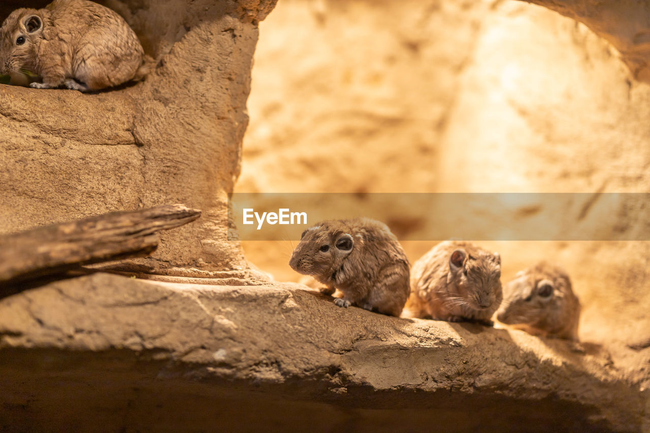 Close-up of rats on rock