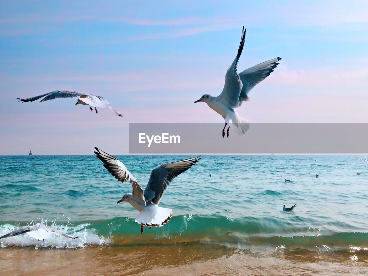 BIRDS FLYING OVER SEA