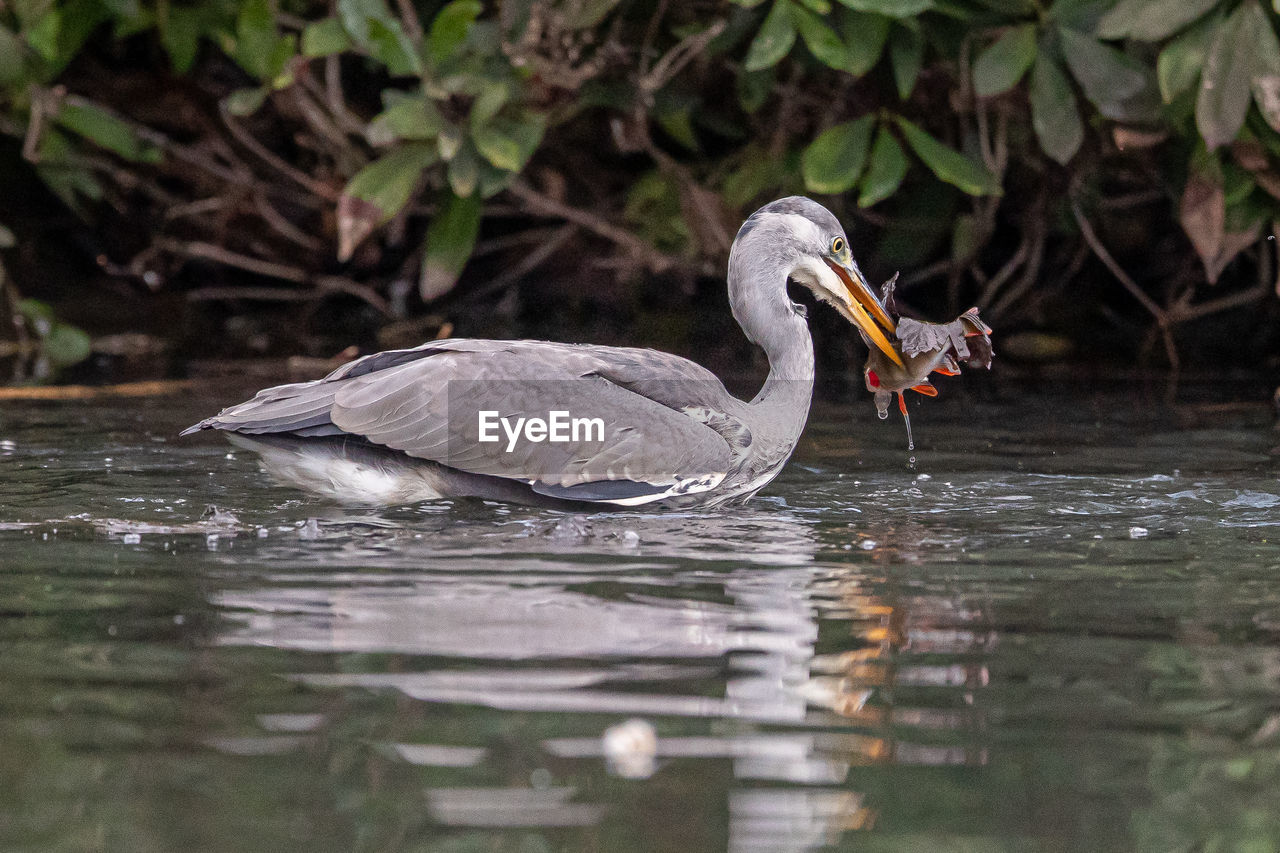 side view of bird in lake