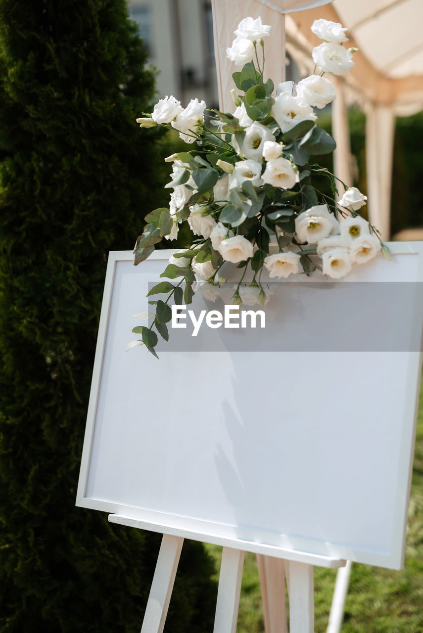 high angle view of potted plant