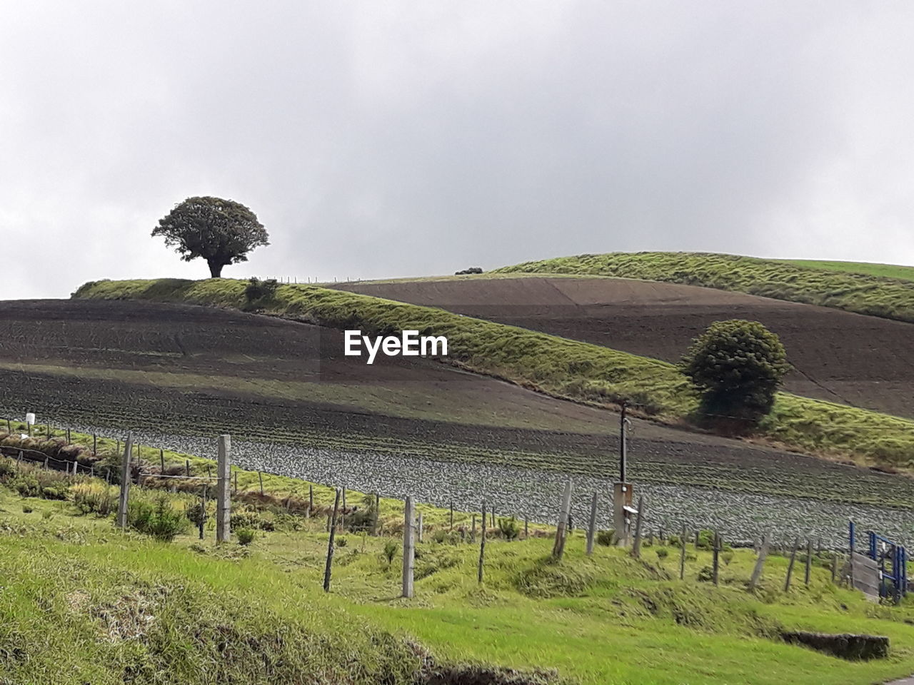 TREES ON FIELD AGAINST SKY