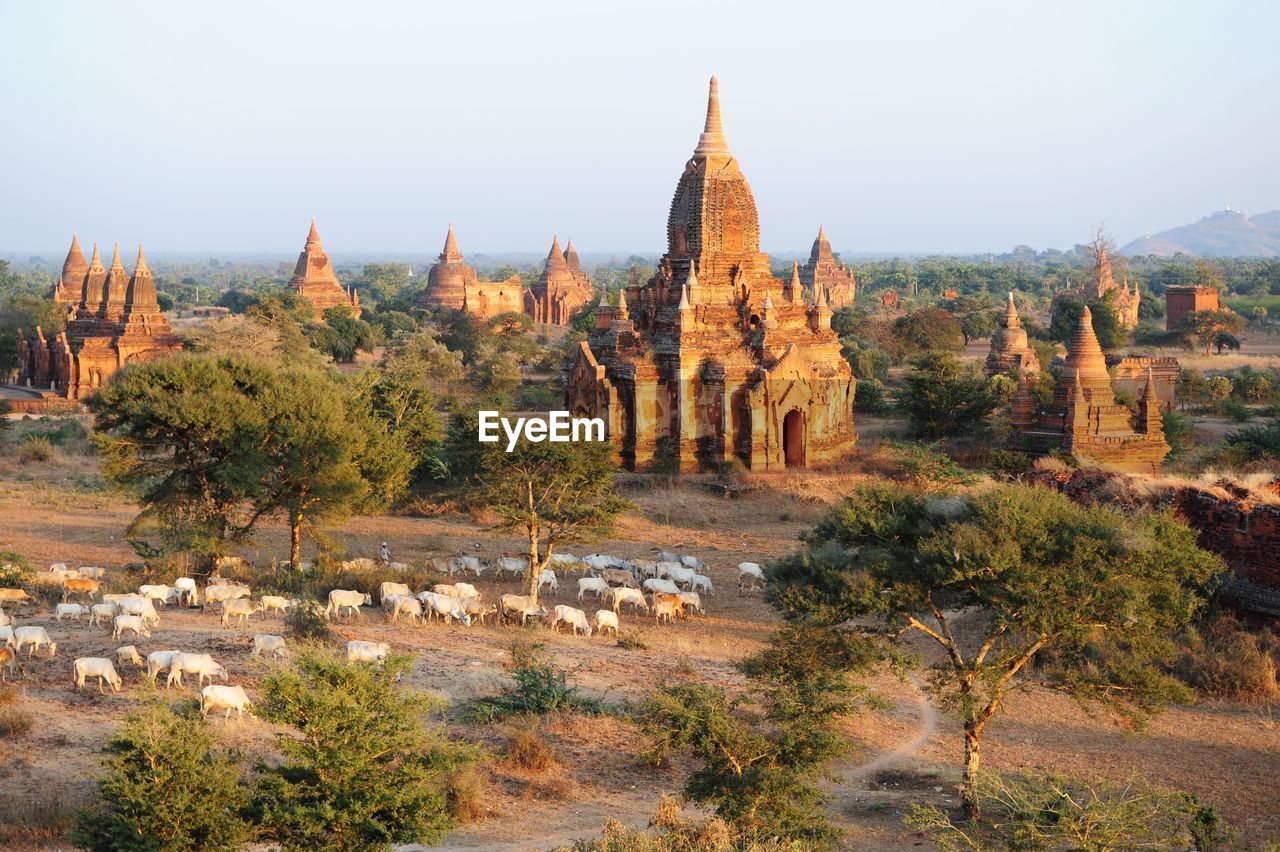 High angle view of cows by ancient temples at bagan archaeological zone