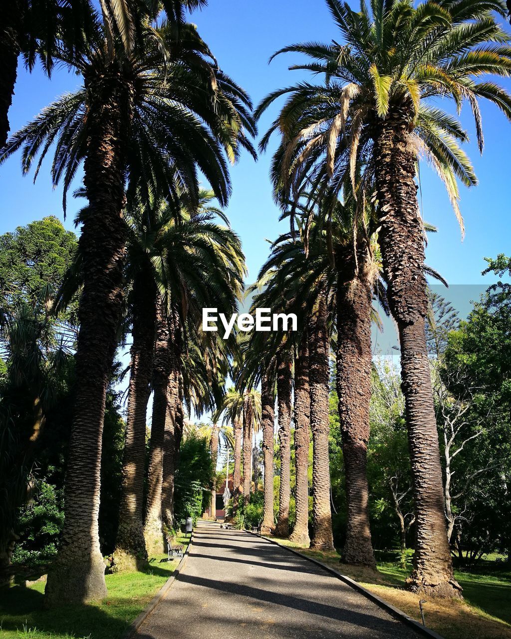 Road amidst palm trees against clear sky