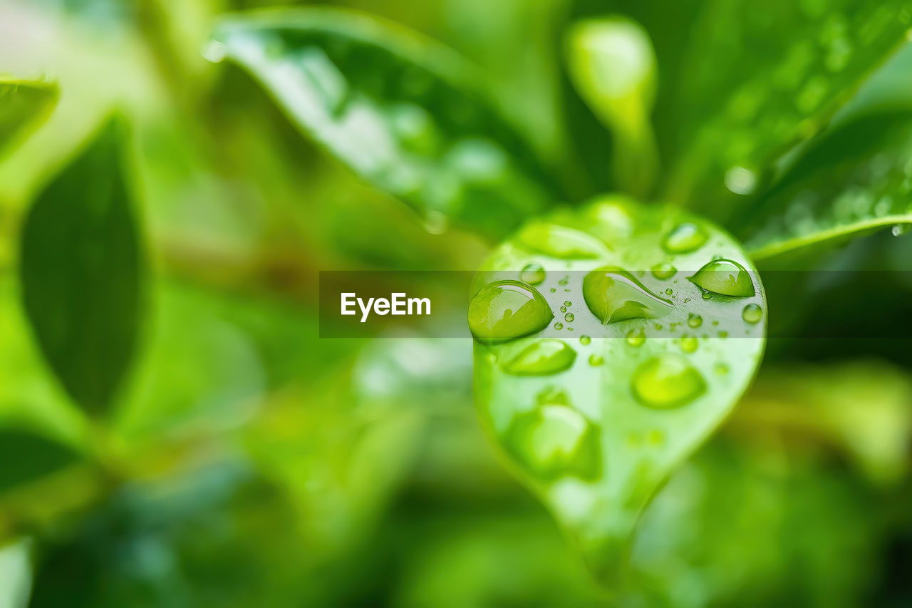 CLOSE-UP OF WATER DROPS ON LEAVES