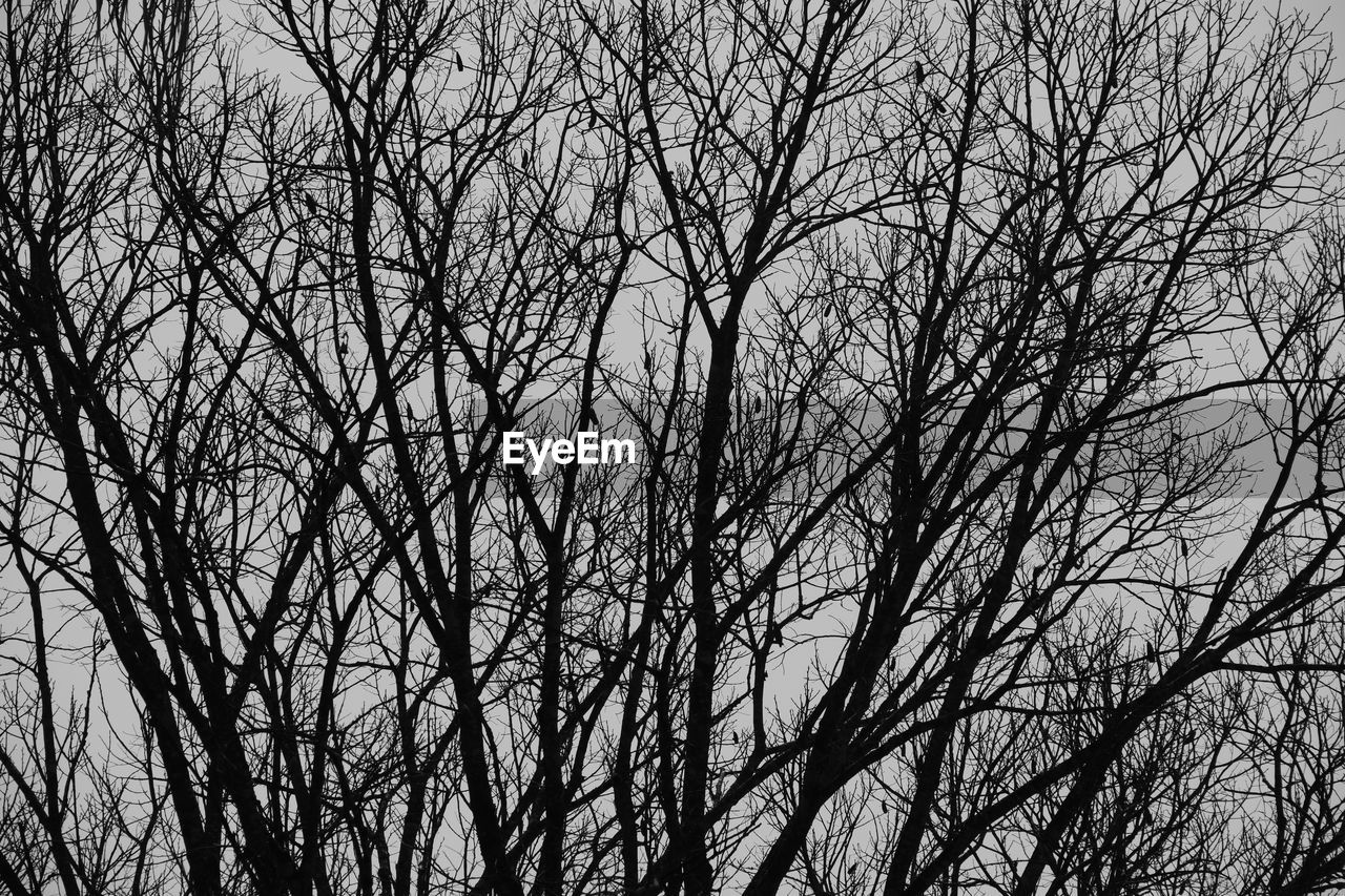 LOW ANGLE VIEW OF BARE TREE IN FOREST