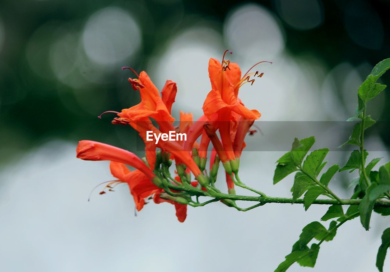 CLOSE-UP OF DAY BLOOMING OUTDOORS