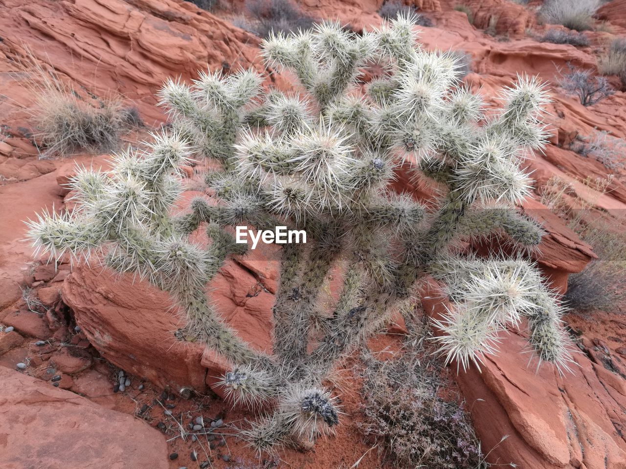 High angle view of plants growing on rocks at field